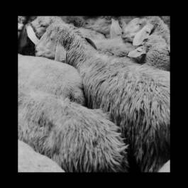 Melville Brand Design